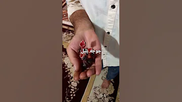 جوجه بلبل به دنیاآمده ودرحال دستی شدن 