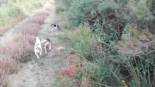 Entrenando mis perros  a los conejos.