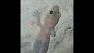 N.y.f.g. - Suç Olmayan Unsur