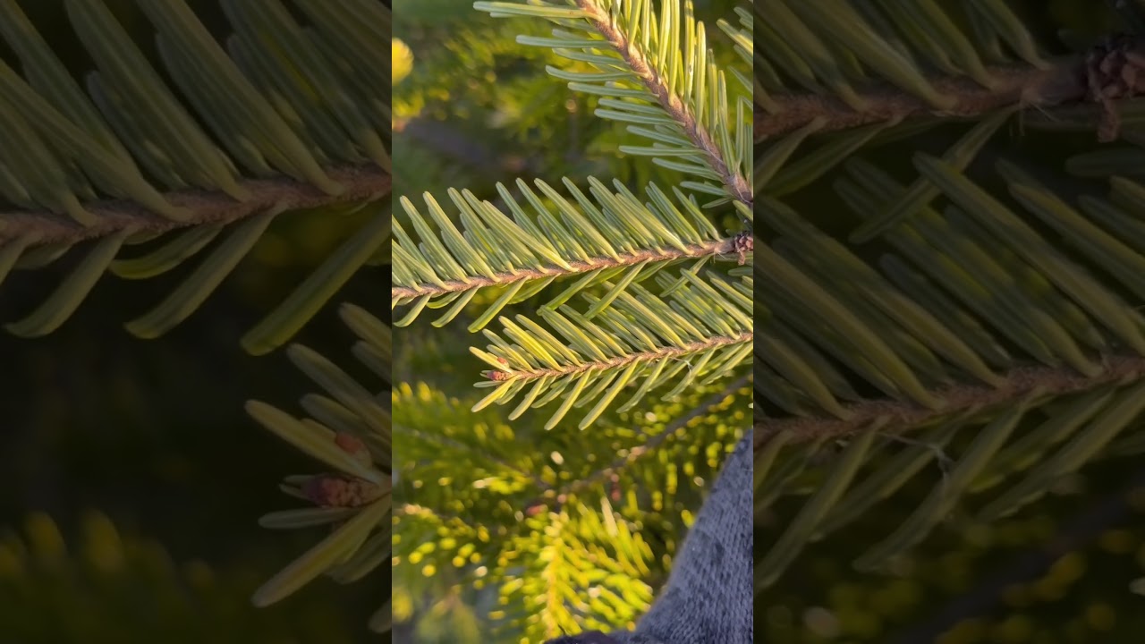 Чим відрізняється ялина від ялиці #зеленийЛікБез