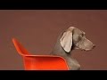 ARTIST SERIES :: WILLIAM WEGMAN