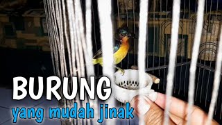 Download Cara Cepat Menjinakan Burung Kolibri Wulung Video MP3 Cara Cepat Menjinakan Burung Kolibri Wulung