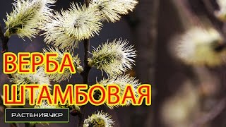 видео Ива цельнолистная Hakuro Nischiki японская, фламинго для посадки на участке, уход, фото, условия выращивания. Питомник растений