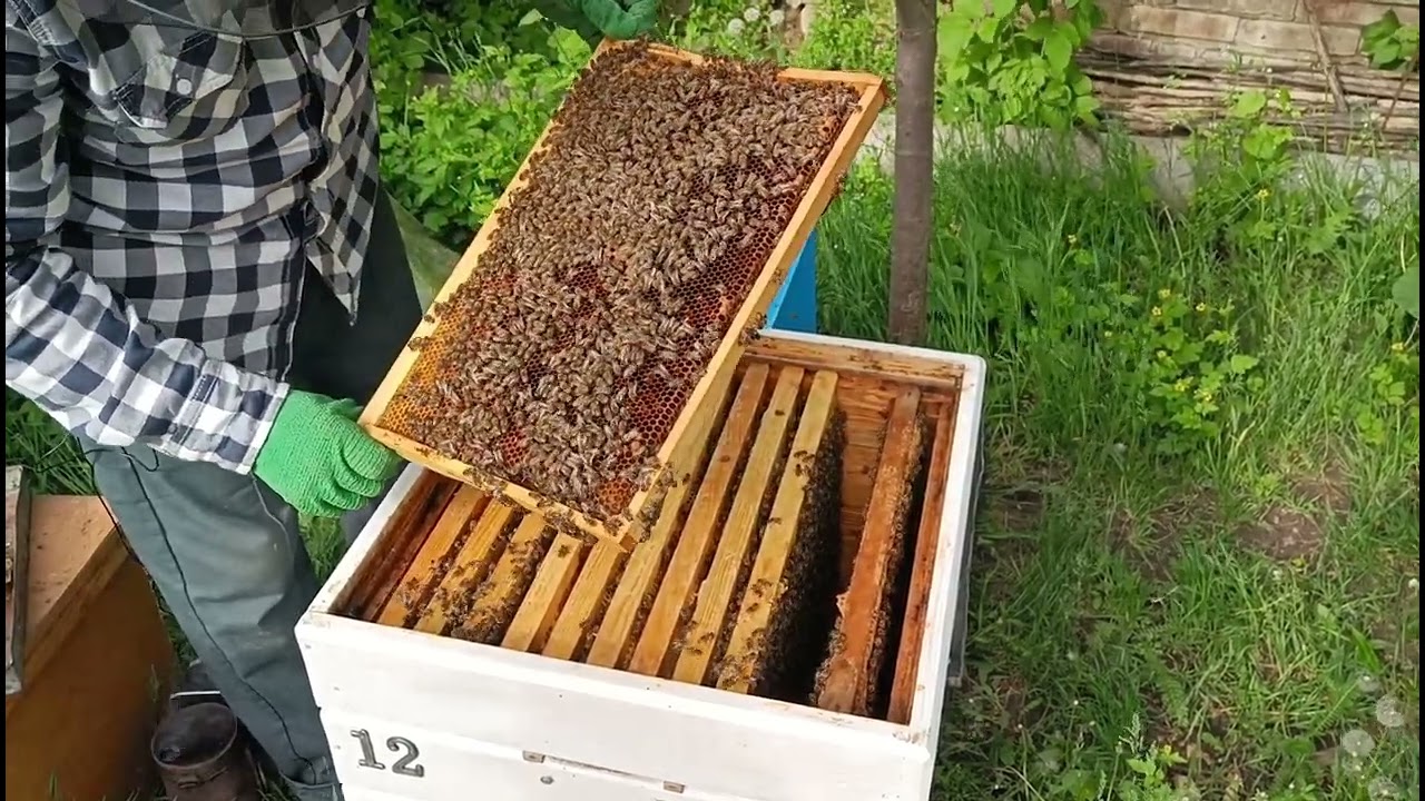 Быстрое наращивание семей к весенним медоносам.