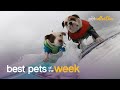 Surfing Dogs Have An Endless Summer | Best Pets of the Week