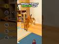 Ranking Funniest ANNOYING CATS