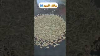 اغرب اكل الدوود ?? طبخ food الغداء duet explore