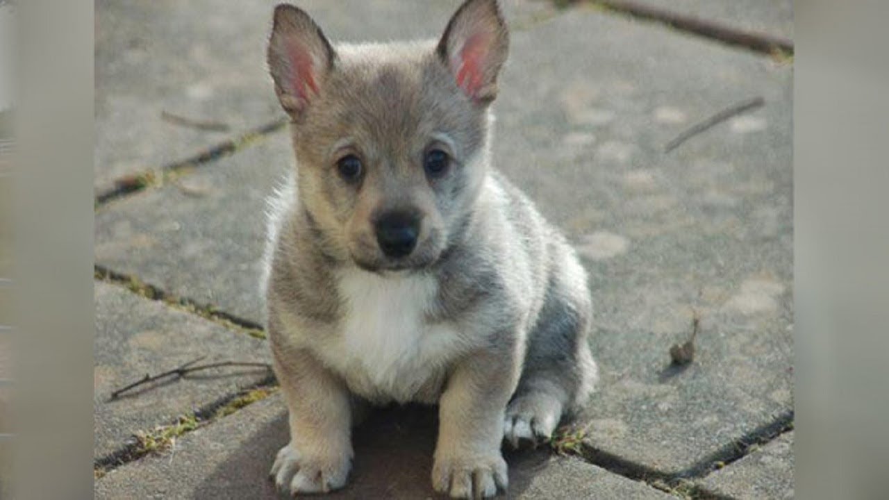 swedish vallhund for sale