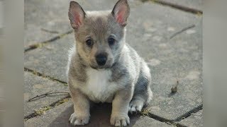 The Swedish Vallhund Is A Wolf That Stays A Pup Forever!