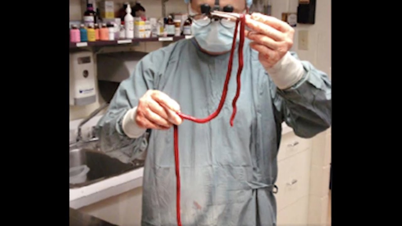 What you need to know about Giant Kidney Worms - Shelter Health and Wellness - What you need to know about Giant Kidney Worms - Shelter Health and Wellness