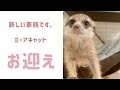 【エキゾチックアニマル】ミーアキャットの赤ちゃんをお迎えしました