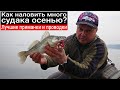 Как поймать много судака осенью? Лучшие проводки и приманки. Раскрываем секреты