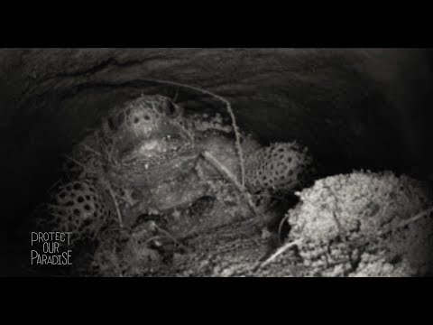 Gopher Tortoise Burrow