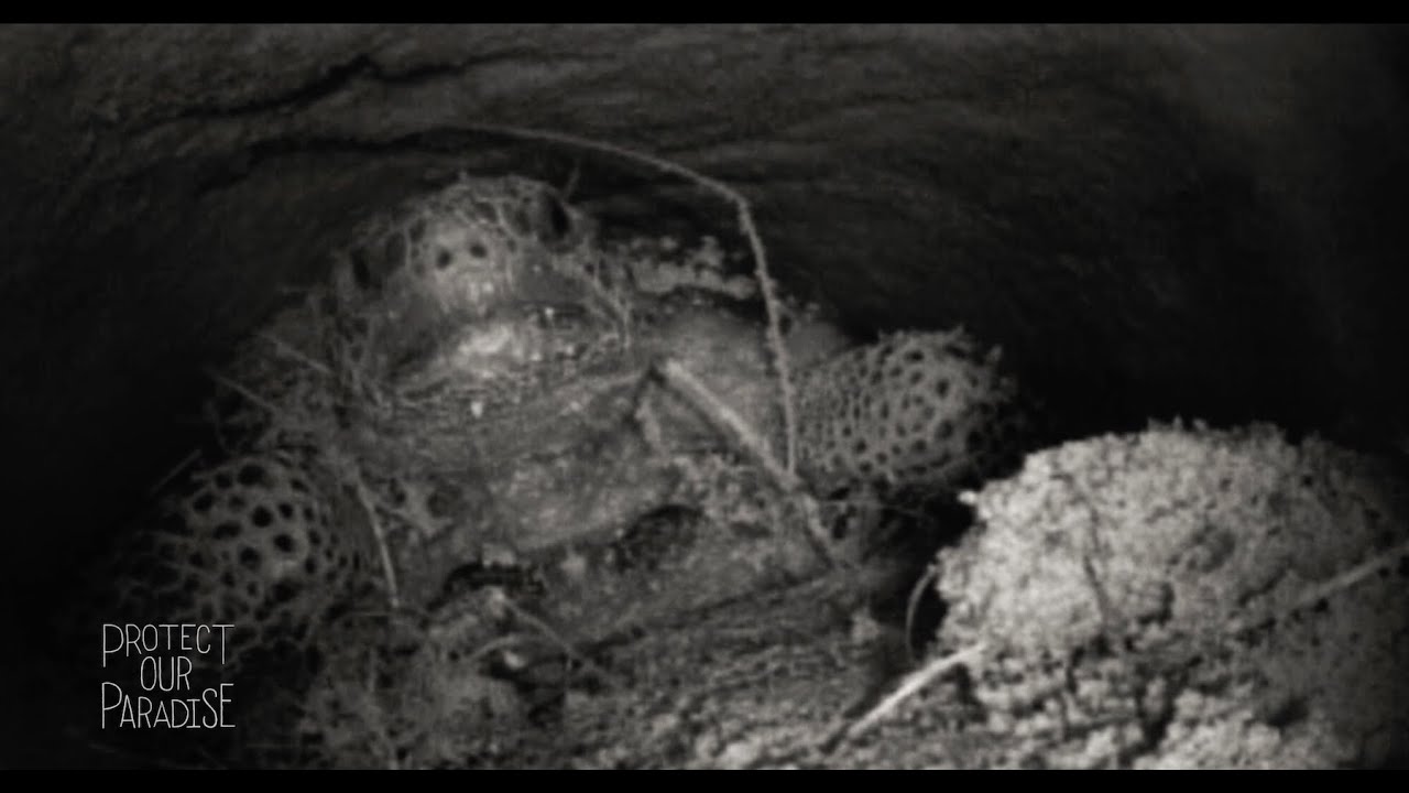 Gopher Tortoise Burrow | Protect Our Paradise | Discover Florida Channel