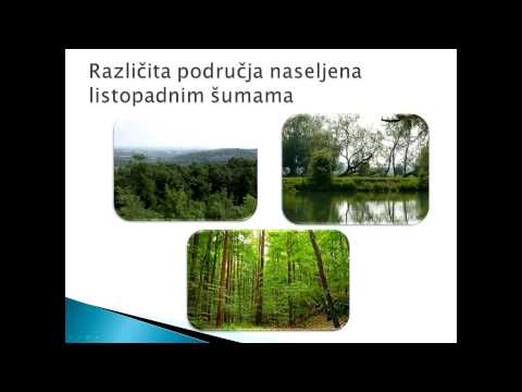 Video: Koje su glavne karakteristike listopadne šume?