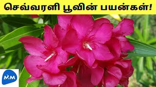 அரளி பூவின் பயன்கள்! | Medicinal uses of Nerium Oleander flower | Arali Poo | Tamil|Master Mano|V298
