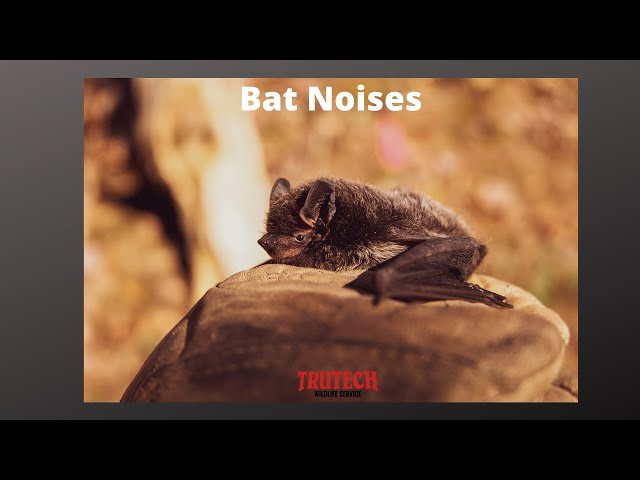 Screeching Bat Sound