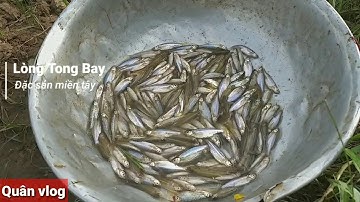 Đặc Sản Mùa Nước Nỗi Giăng Lưới Bắt Cá Lòng Tong Bay ll Quân Vlog