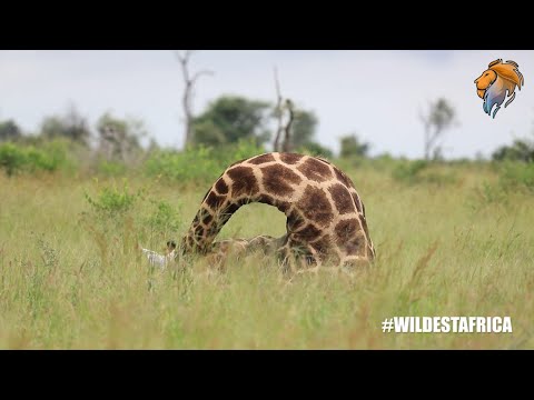 Video: O girafă se culcă să doarmă?