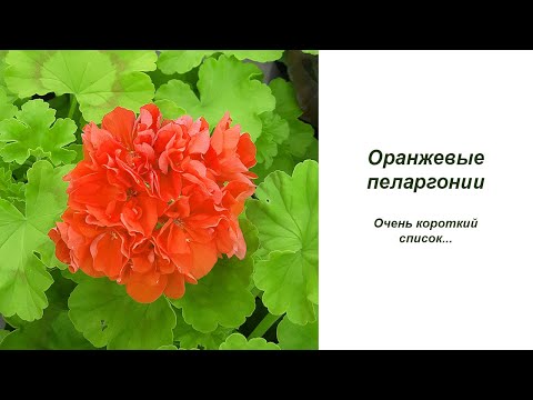 Видео: Prince Of Orange Pelargoniums - Выращивание растений Prince Of Orange Geranium