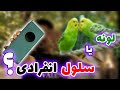 بهترین لانه برای مرغ عشق دلیل اصلی تخم نکردن Best Nest Box For Budgies 