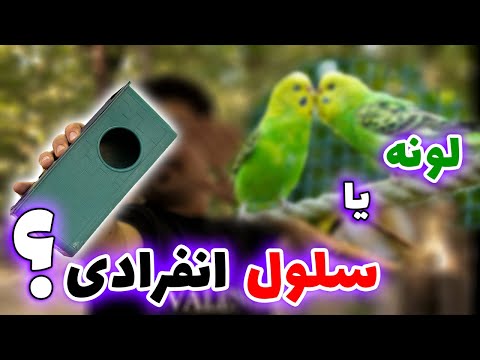 بهترین لانه برای مرغ عشق دلیل اصلی تخم نکردن     