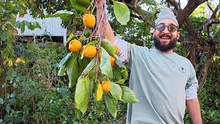 Download Lagu Harvest Day at Methang Farm | All Organic! 🌱 MP3