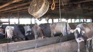 Dairy Farm in East Georgia Bottles and Sells Their Own Milk