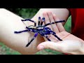 Handling the blue tarantula poecilotheria metallica