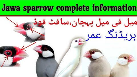 Java Sparrow Complete Information||جاوا چڑی کی مکمل معلومات ||Mughal birds aviary🦜