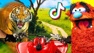 Craziest CLOSE CALLS Animal ATTACKS on TIKTOK