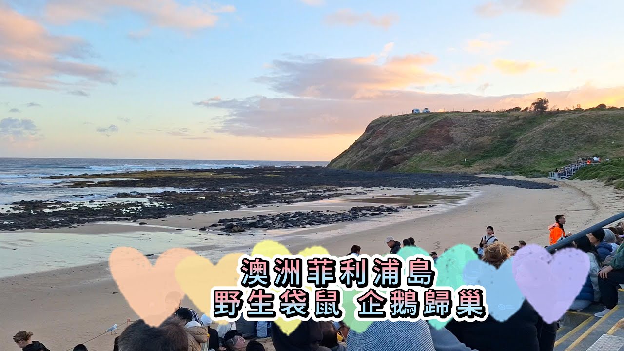 澳洲跟團澳洲菲利浦島 野生袋鼠 企鵝歸巢 Phillip Island, Australia: Wild kangaroos and penguins returning to their nests