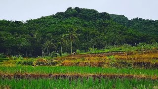 Cinematic alam | video mentahan | suasana sawah pegunungan