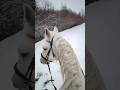 speak ❤️‍🔥#orlovtrotter #trott #orlov #orlovskyryysak #orlovsky #horse