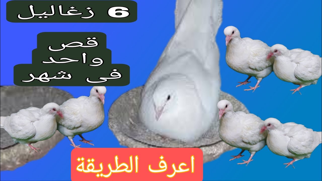 مراحل نمو زغاليل الحمام اللاحم من عمر يوم حتى 35 يوم وازاى اخدنا 3 عشوش من جوز واحد