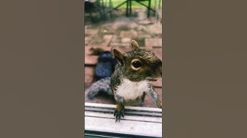 Squirrel vs Chipmunk 🐿️ #short #shorts #shortsvideo #shortvideo #nature #animals #beautiful #love