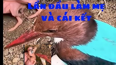 Lần đầu làm mẹ và cái kết.#chúgàconvuive #cảmđộng #animals #tạisao #chim.