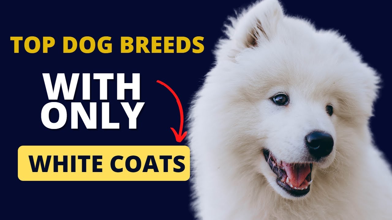 Discover the Top 12 Most Adorable WhiteCoated Dog Breeds! YouTube
