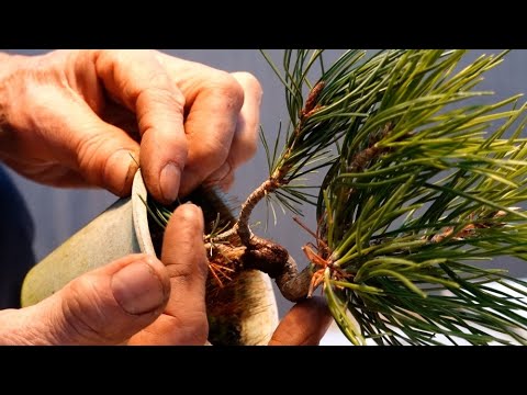 When I grafted a short-needled Japanese white pine onto a Japanese