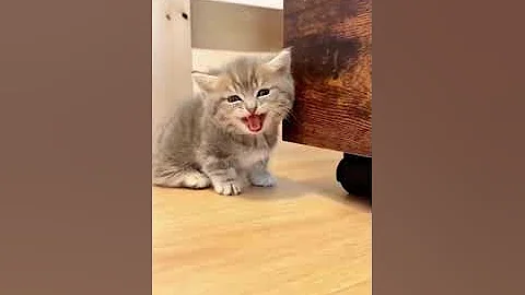 Video 6044971: laugh pets funny cat, funnycats cute animals