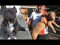 AMERİCAN BULLY IRKI KÖPEĞİNİZE NASIL ŞECERE ( SCR, PEDİGRE ) ÇIKARTIRSINIZ ? BULLY YAVRUSU KÖPEKLER