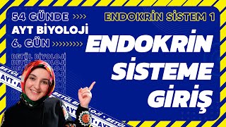 6 Endokrin Sisteme Giriş Endokrin Sistem 11 Sınıf Biyoloji 2024 Ayt Biyoloji Kampı 6 Gün