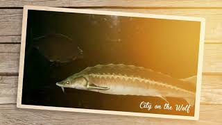 Explore wild and scenic Shawano, Wisconsin!