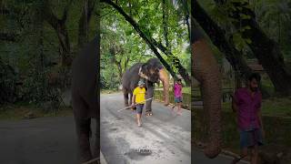 Saama Elephant at Temple of the Sacred Tooth Relic. 🐘🍃 #elephant #viral #kandy #sridaladamaligawa