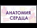 Анатомия сердца - внутренняя строения сердца. Проводяща система.Animation -the cardiovascular system