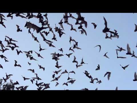 Bats in Slow Motion