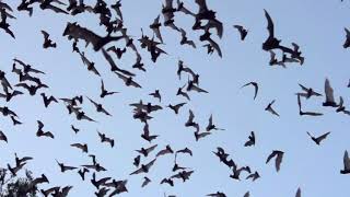 Bats in Slow Motion
