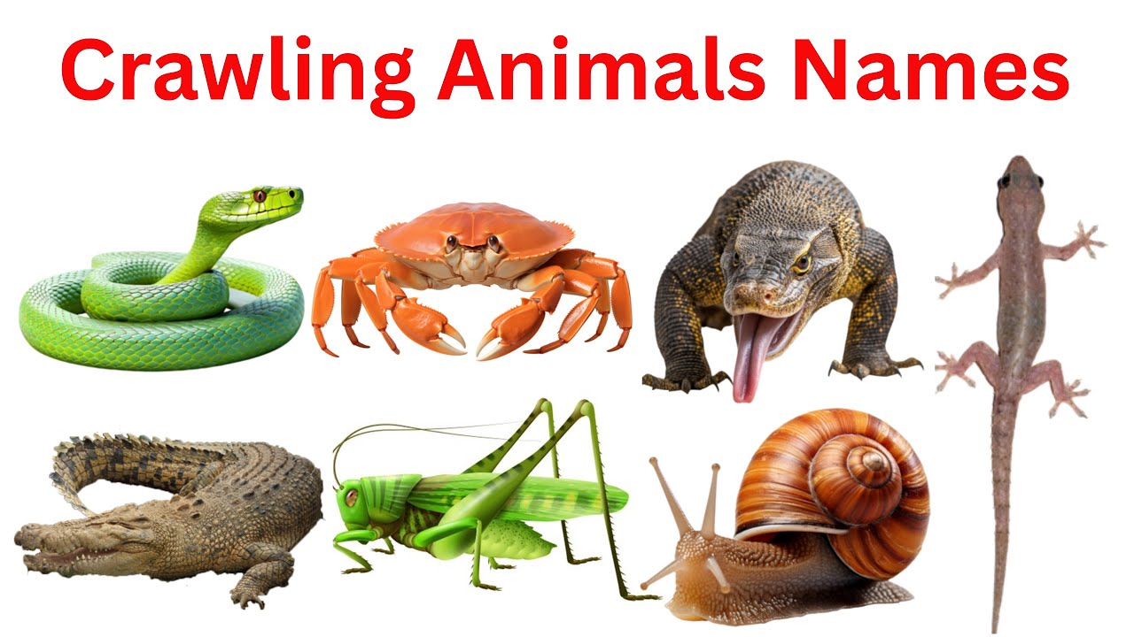 Crawling Animals Names in English for Kids | Learn Reptiles & Insects ...