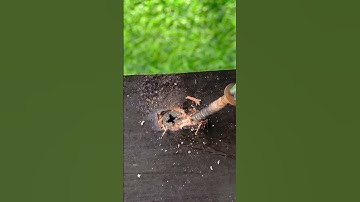 Simple way to remove nails from wood #woodworking #diy #tips #lifehacks #tools #ideas  #viral