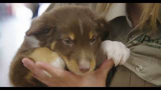 Petland Furry Family Members (30s) 🐶 by Petland Tulsa 131,050 views 9 months ago 31 seconds